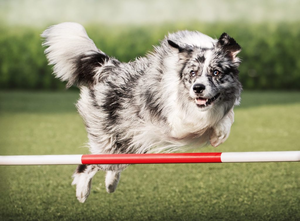 agility