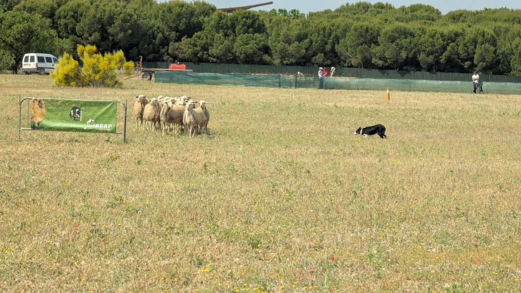concurso pastoreo border collie