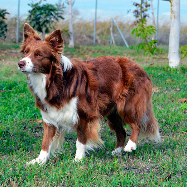 criadero gardelcan border collie