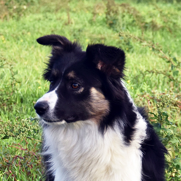 gardelcan border collie