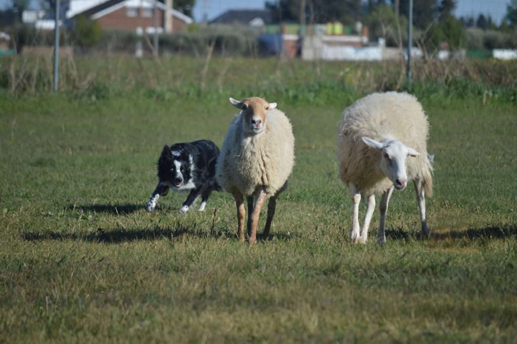 border collie pastoreo trabajo