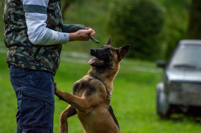 mondioring deporte canino de proteccion y defensa