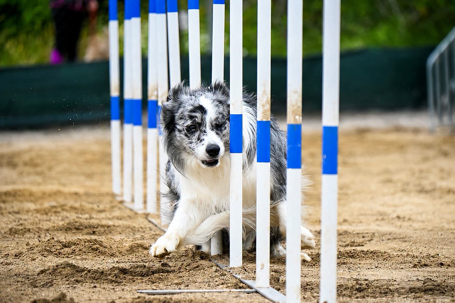 border collie agility