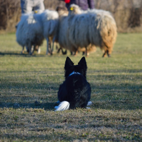 pastoreo herding deporte canino