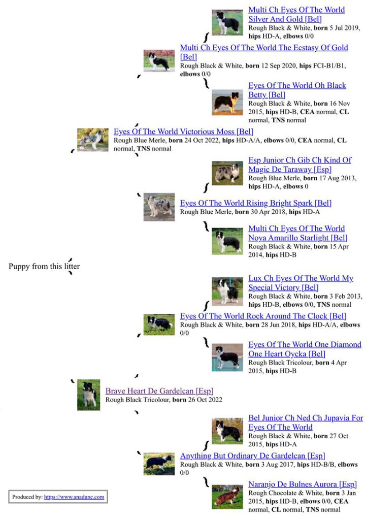 cachorros border collie gardelcan y dashmalar