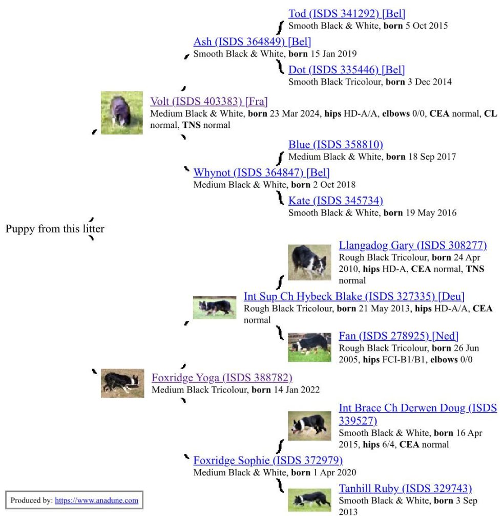 pedigree camada volt y yoga