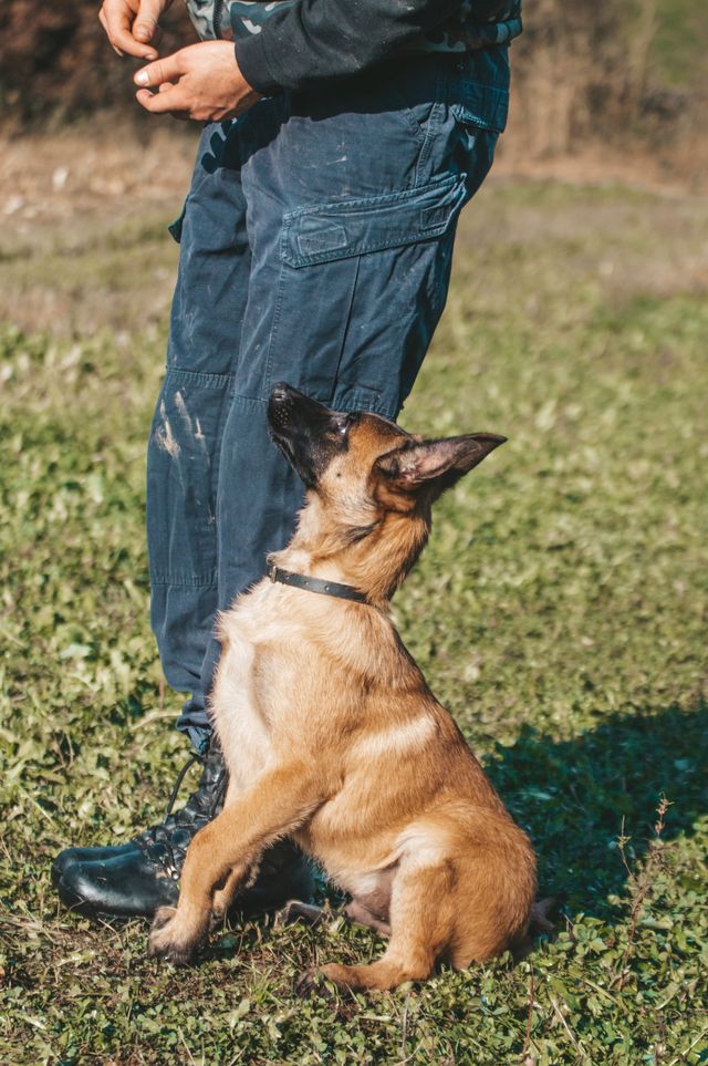 rally obedience pastor malinois