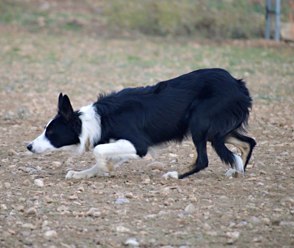 yoga border collie trabajo pastoreo yehima dashmalar