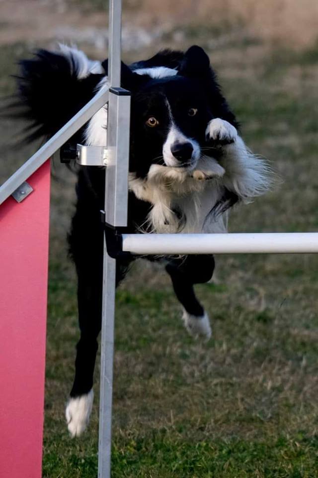 border collie saltando en agility