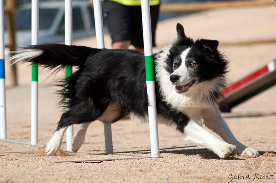 border collie agility