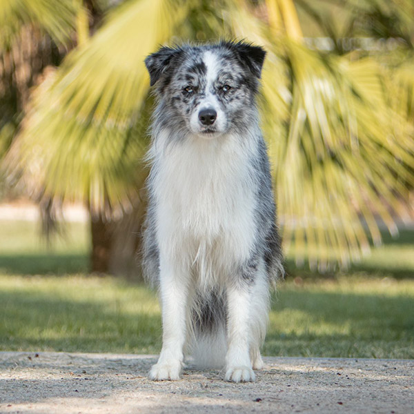 border collie blue merle