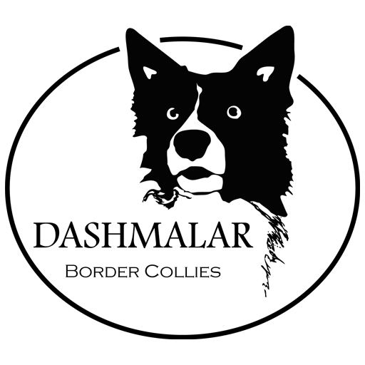 Dashmalar Border Collie