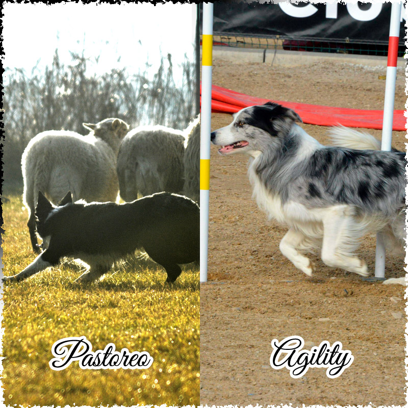 cursos para border collie