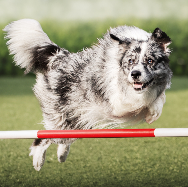 agility