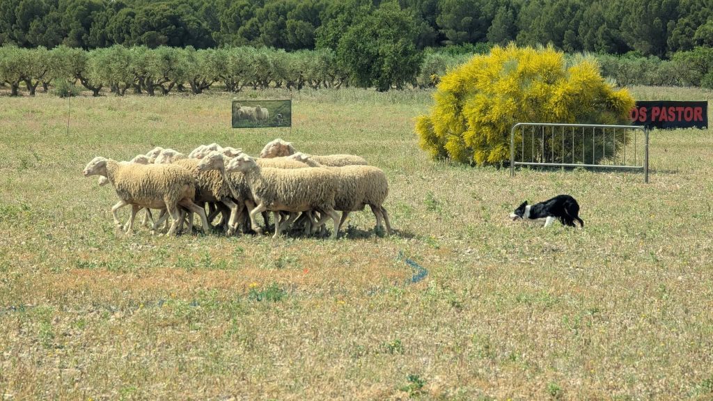 concurso pastoreo border collie la muela
