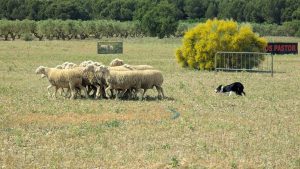 concurso pastoreo border collie la muela