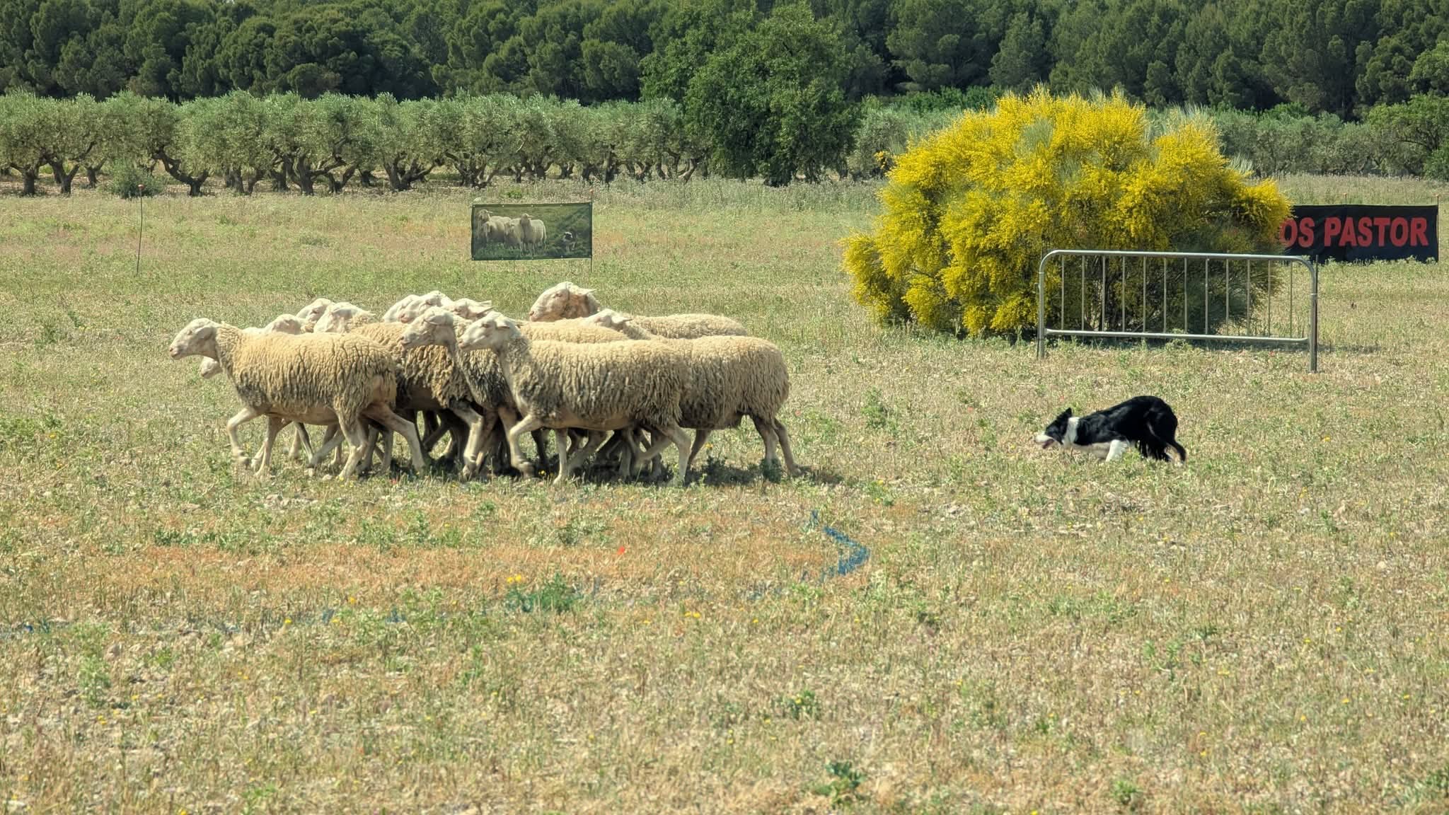 concurso pastoreo border collie la muela