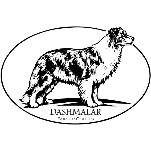 Dashmalar Border Collie