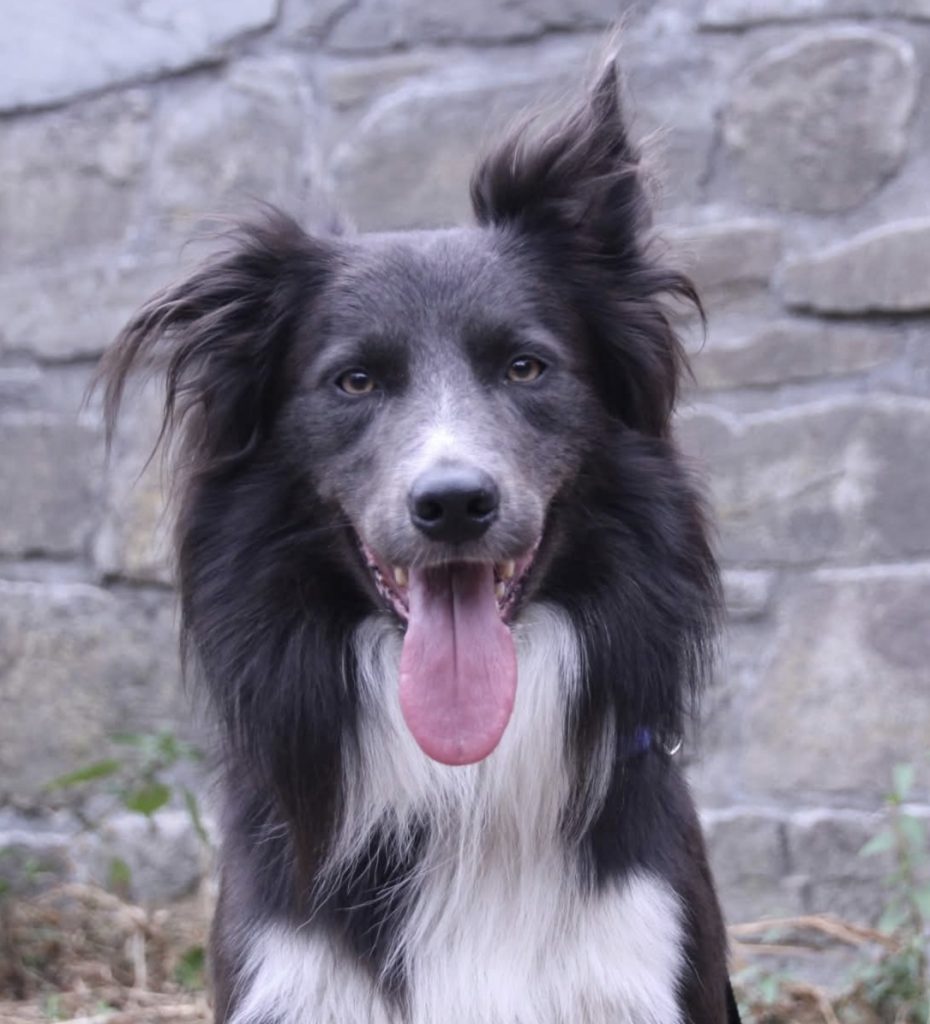 volt border collie pastoreo azul