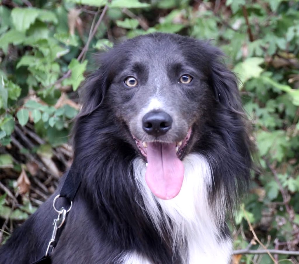 volt border collie pastoreo