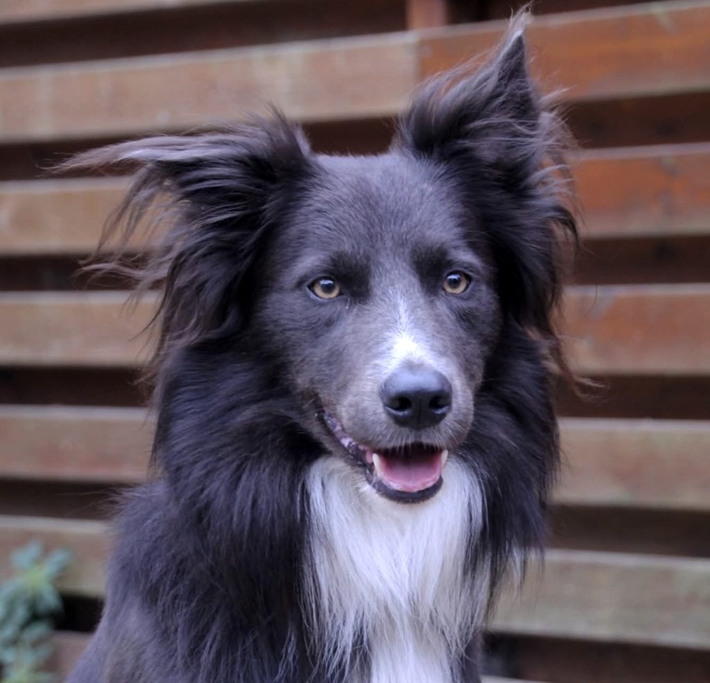 volt border collie pastoreo trabajo frances