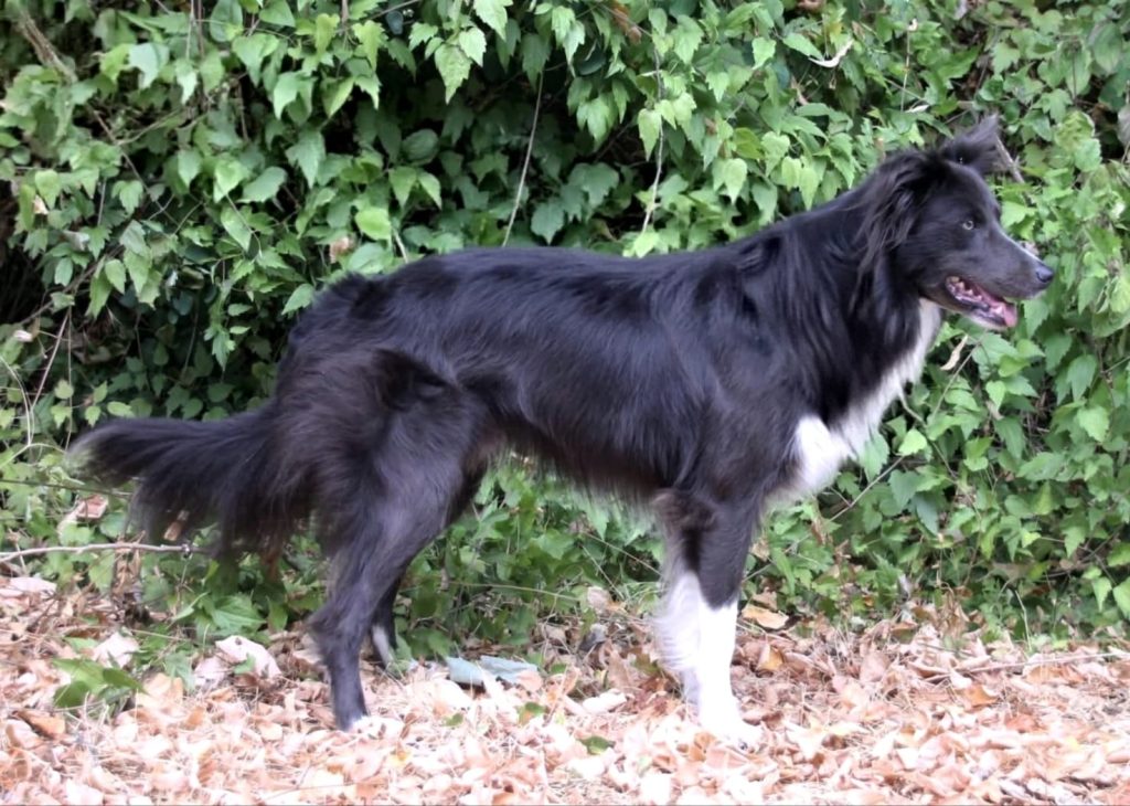 vol border collie trabajo pastoreo belgica