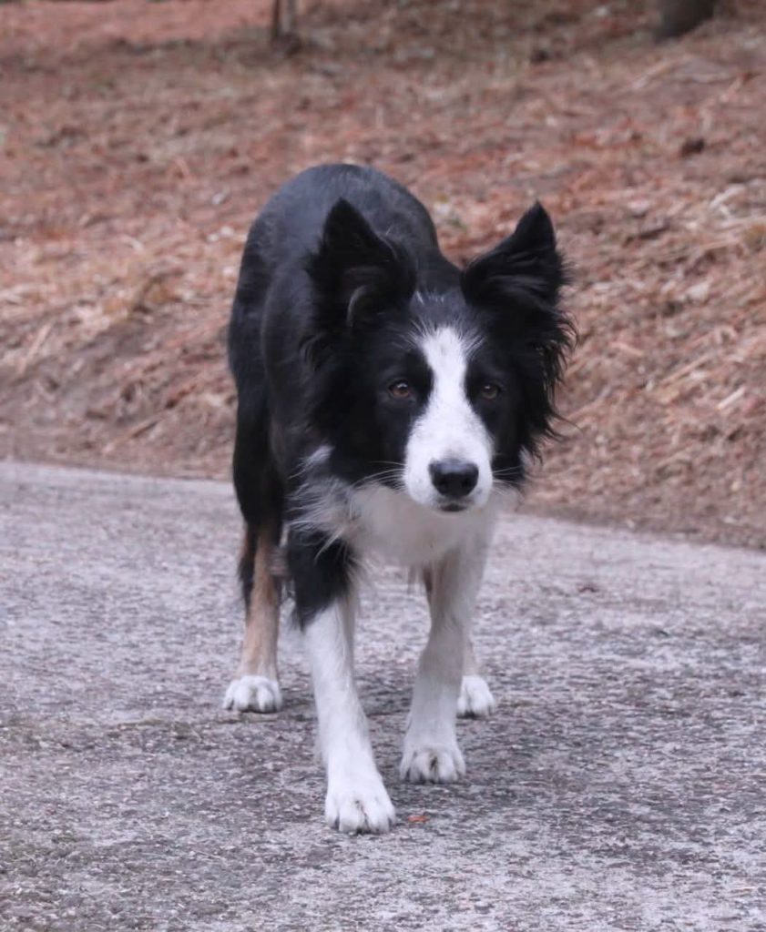 yoga border collie pastoreo