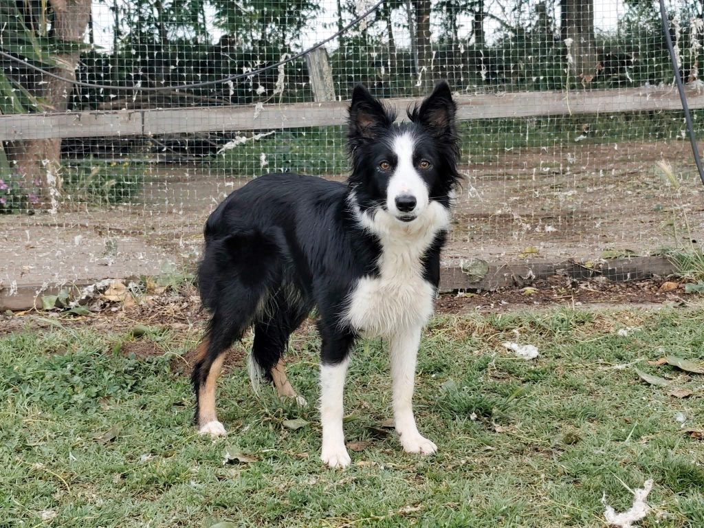 yoga border collie negro tricolor